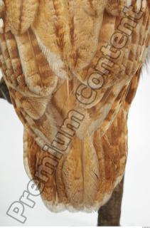 Tawny owl - Strix aluco 0028